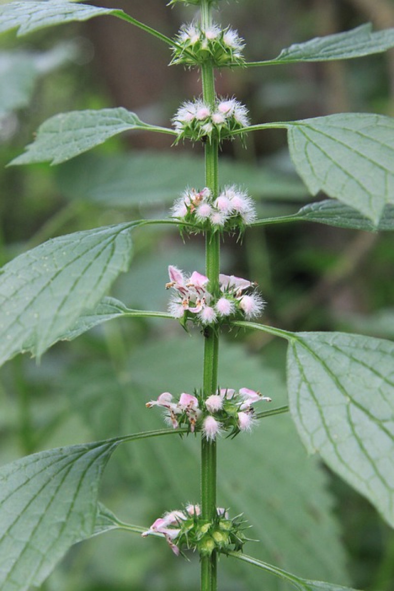 Hartgespan-Leonurus cardiaca-bijen-vlinders-inheemse-planten-tuinieren